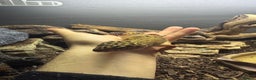 Gecko reptiles for sale: 5 mixed lizards available  in Yelverton - Advert 6