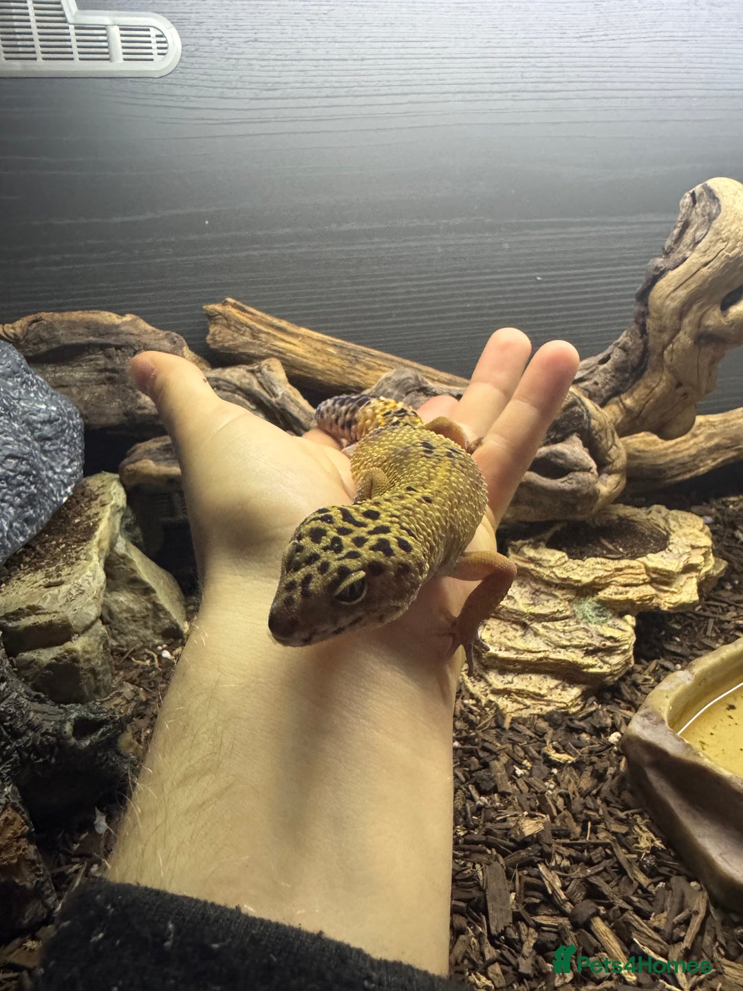Gecko reptiles for sale: 5 mixed lizards available  in Yelverton - Advert 6