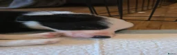 Border Collie dogs for sale: border collie pup  - Advert 3