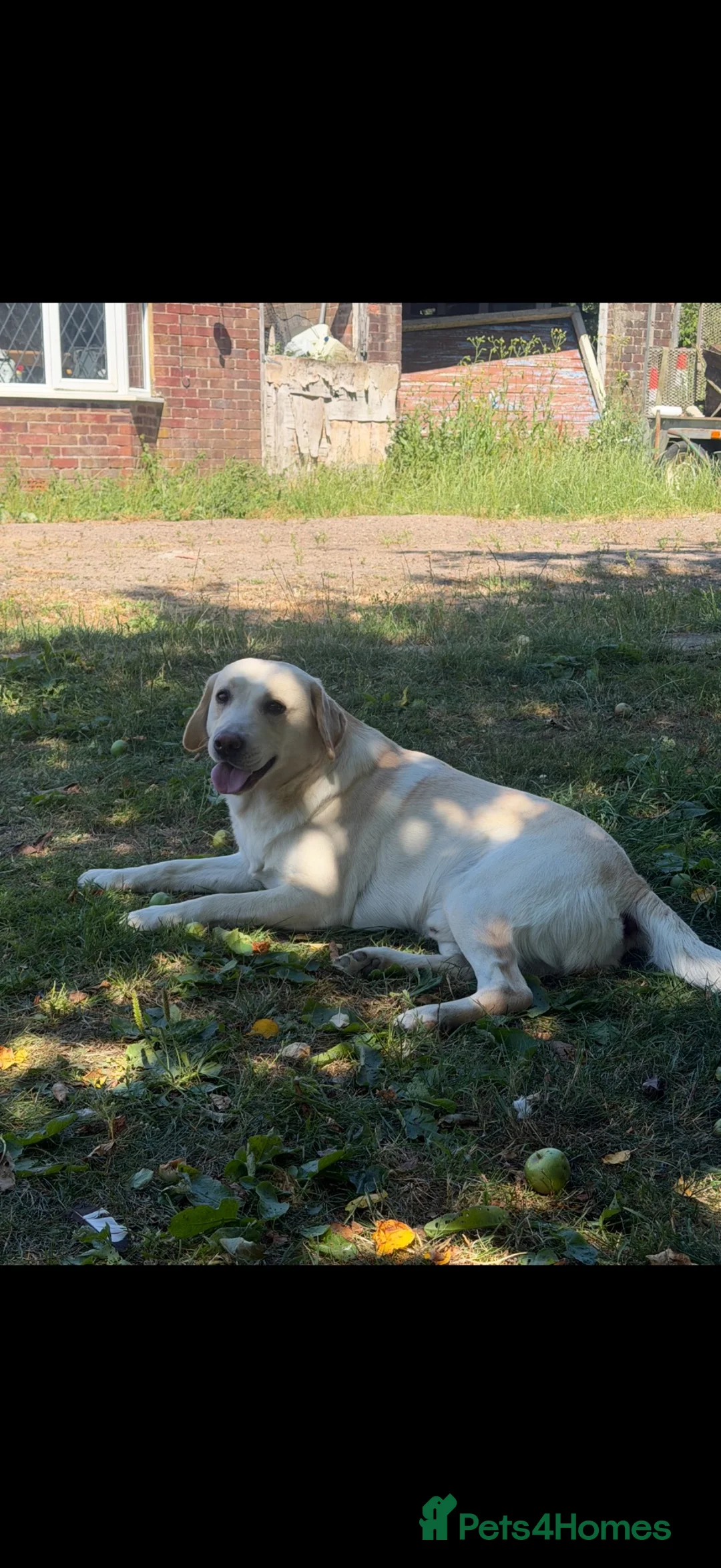 Labrador Retriever dogs for stud: White/golden Labrador stud in Thetford - Advert 2