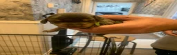 Dachshund dogs for sale: Dachshund Pupies(Loverly Colours) - Advert 6