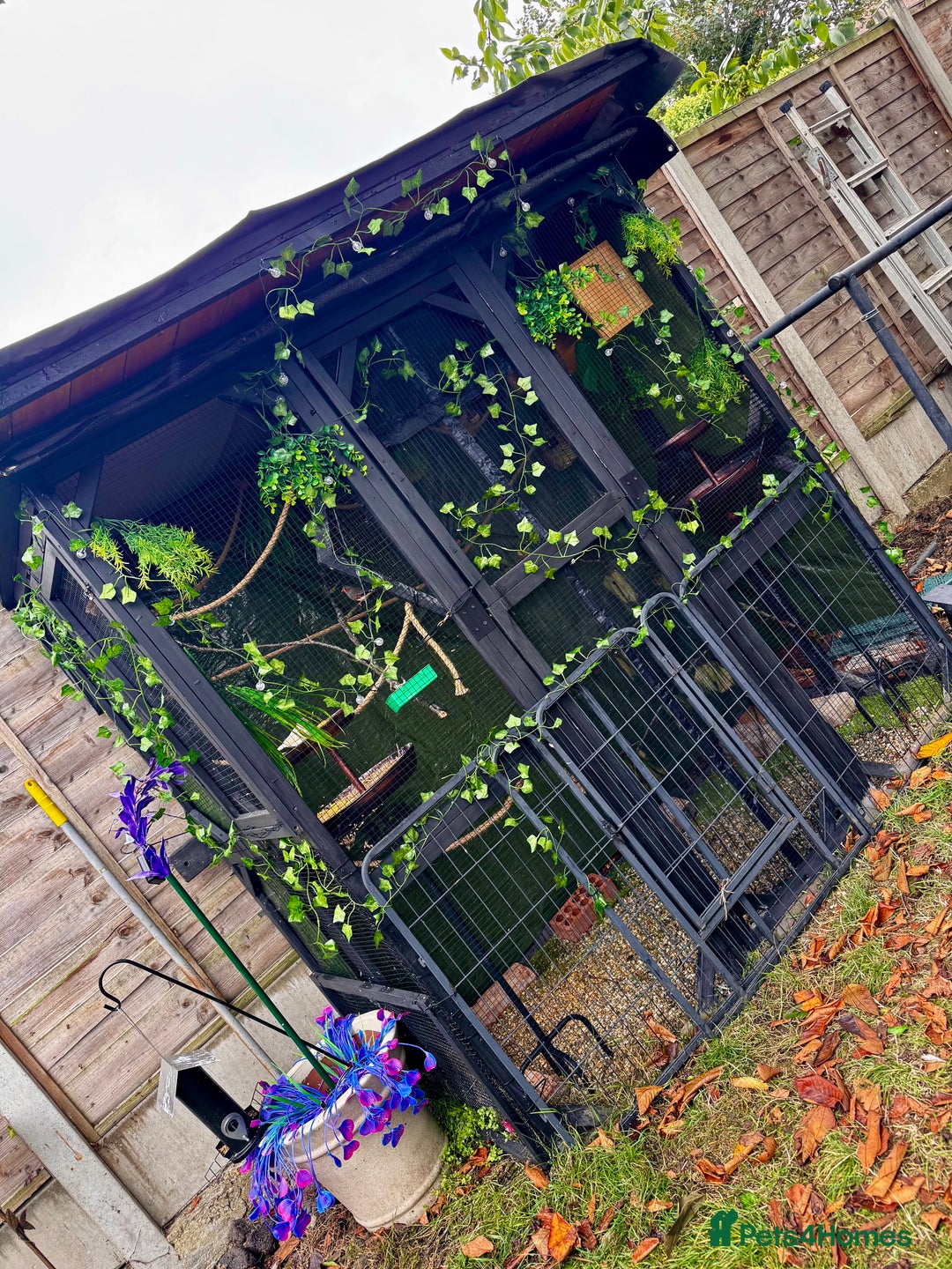 Finches birds for sale: Baby Zebra Finch!!  - Advert 1