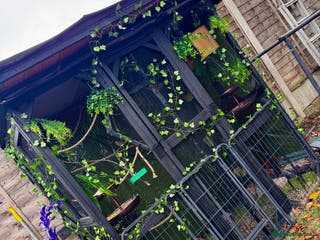 Finches birds Baby Zebra Finch!! - Advert 8