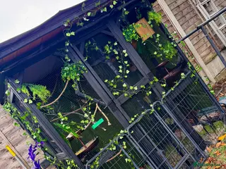 Finches birds Baby Zebra Finch!! - Advert 12