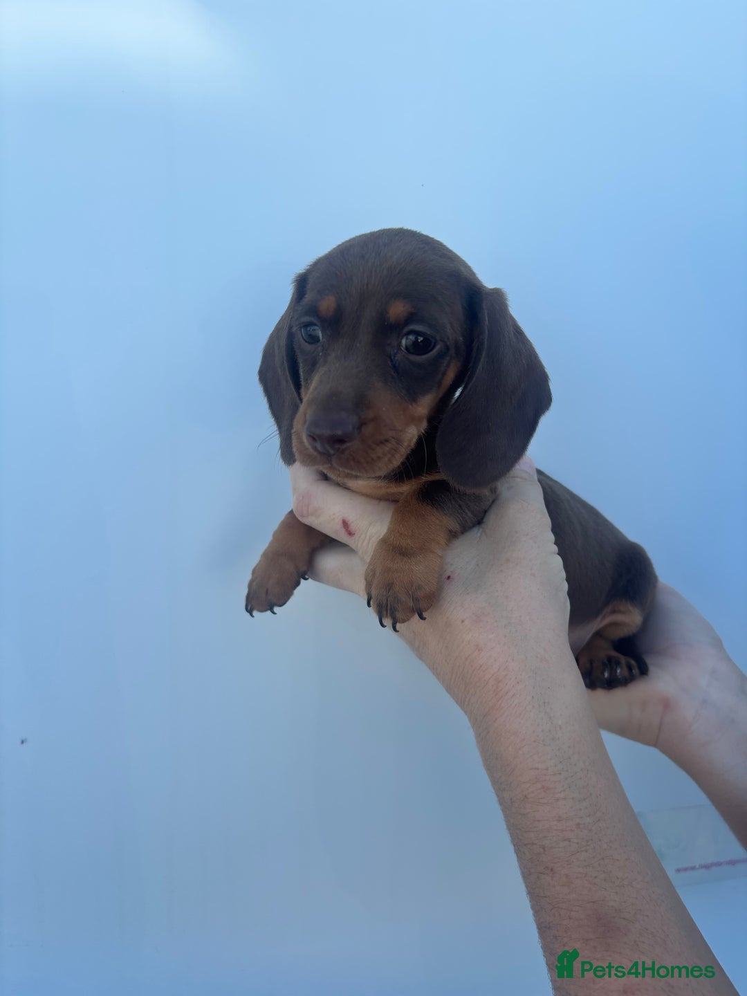 Dachshund dogs for sale: Miniature dachshund puppies  - Image 8