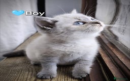 British Shorthair cats for sale: ❤️💙Last 2 Kittens ● TICA Reg ● BSH ●Colorpoints ✨ - Image 23