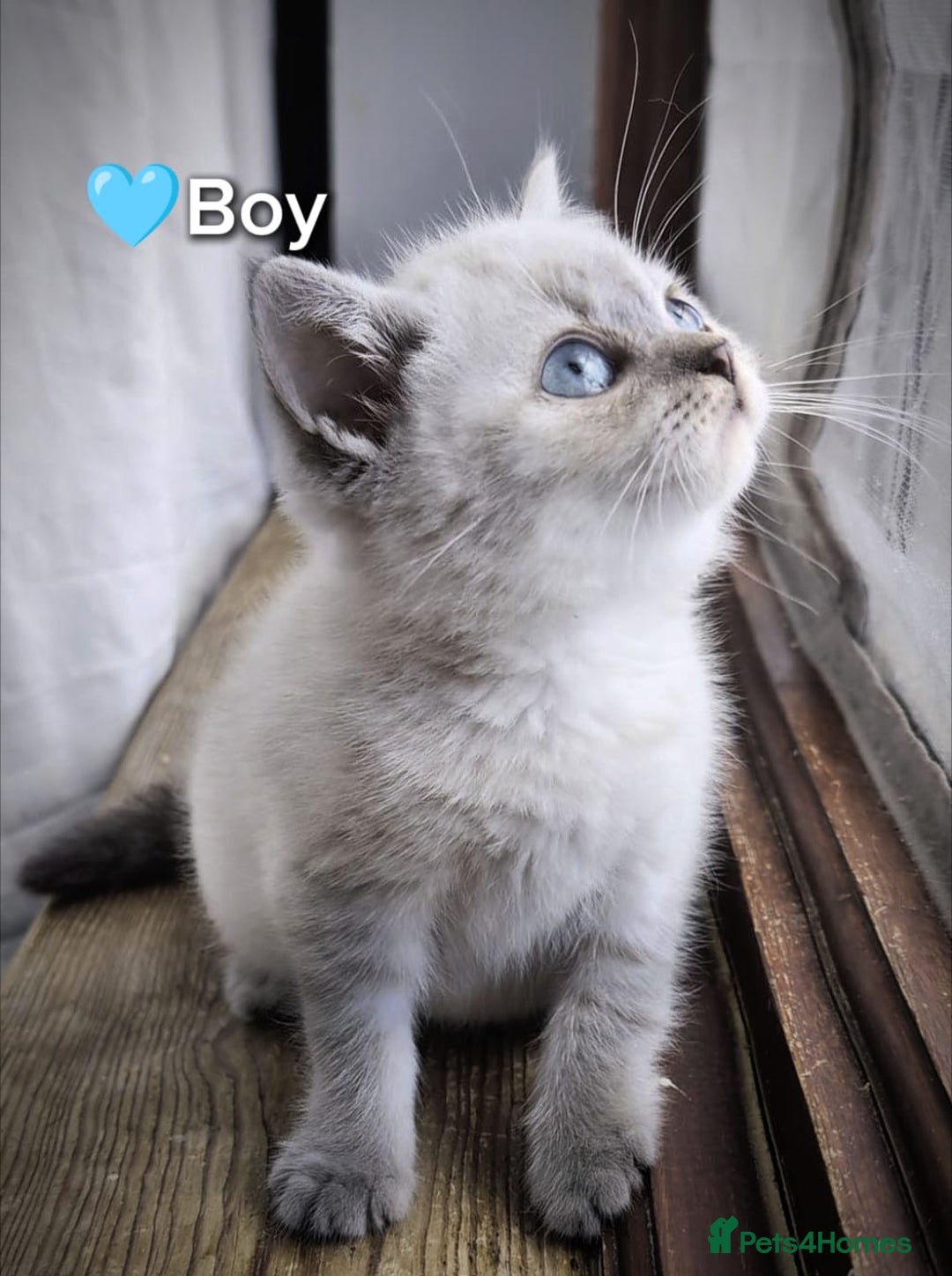 British Shorthair cats for sale: ❤️💙Last 2 Kittens ● TICA Reg ● BSH ●Colorpoints ✨ - Image 23