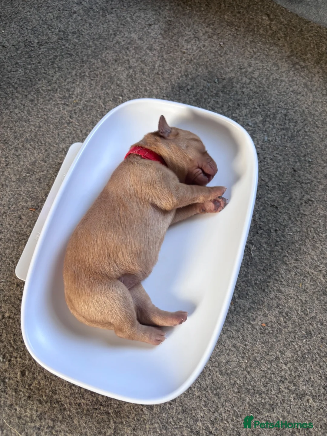 Labrador Retriever dogs for sale: Gorgeous labs  - Advert 2