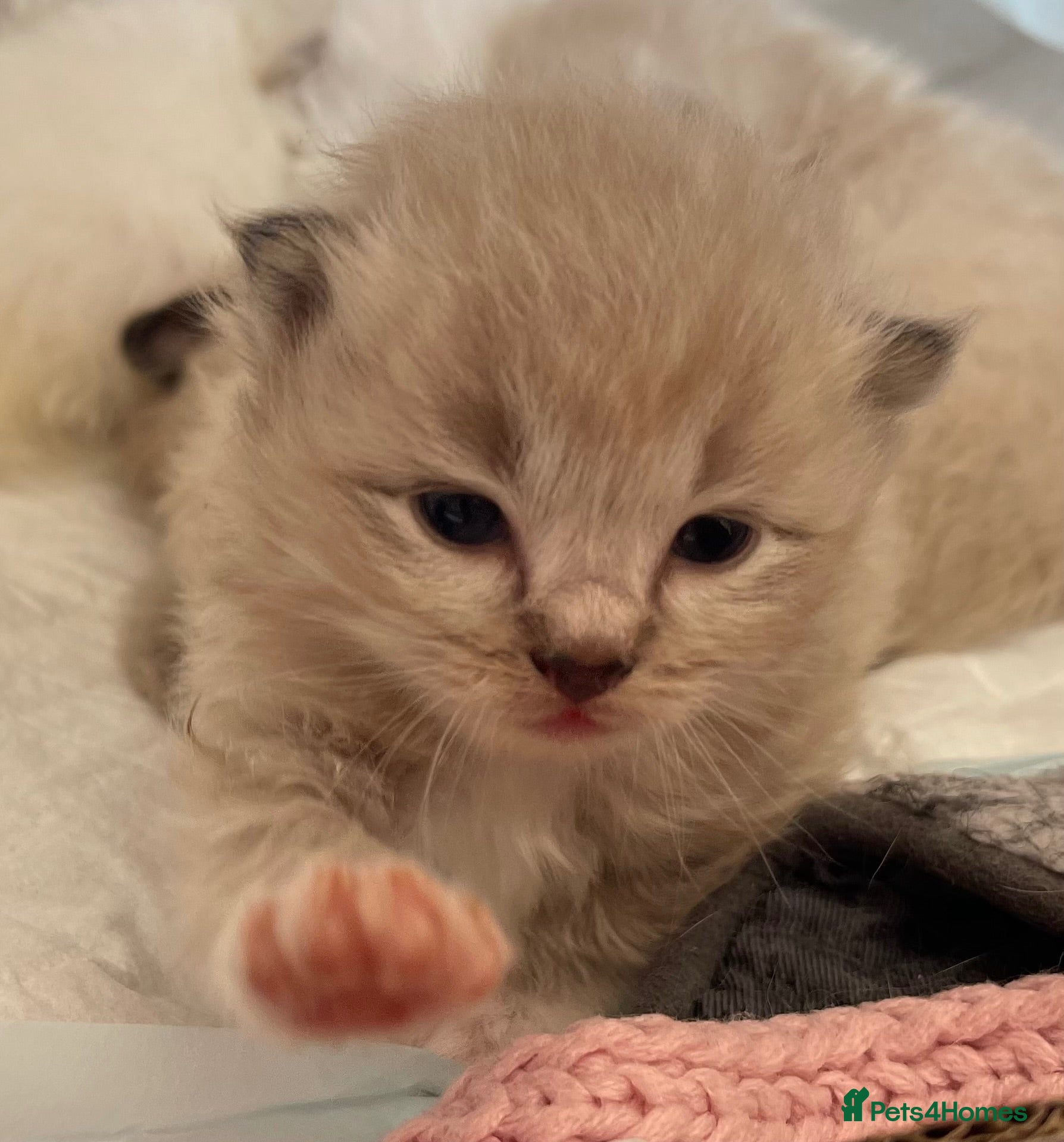 Ragdoll cats Registered Cheribum Kittens - Advert 14
