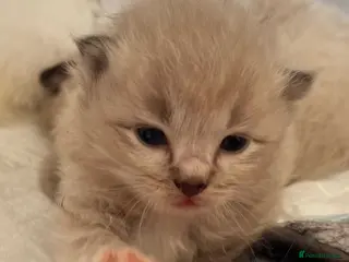 Ragdoll cats Registered Cheribum Kittens - Advert 14