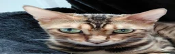 Bengal cats for sale: Female glitter Bengal for sale - Advert 6