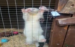 Ferret rodents for sale: Angora x working hobs - Image 4