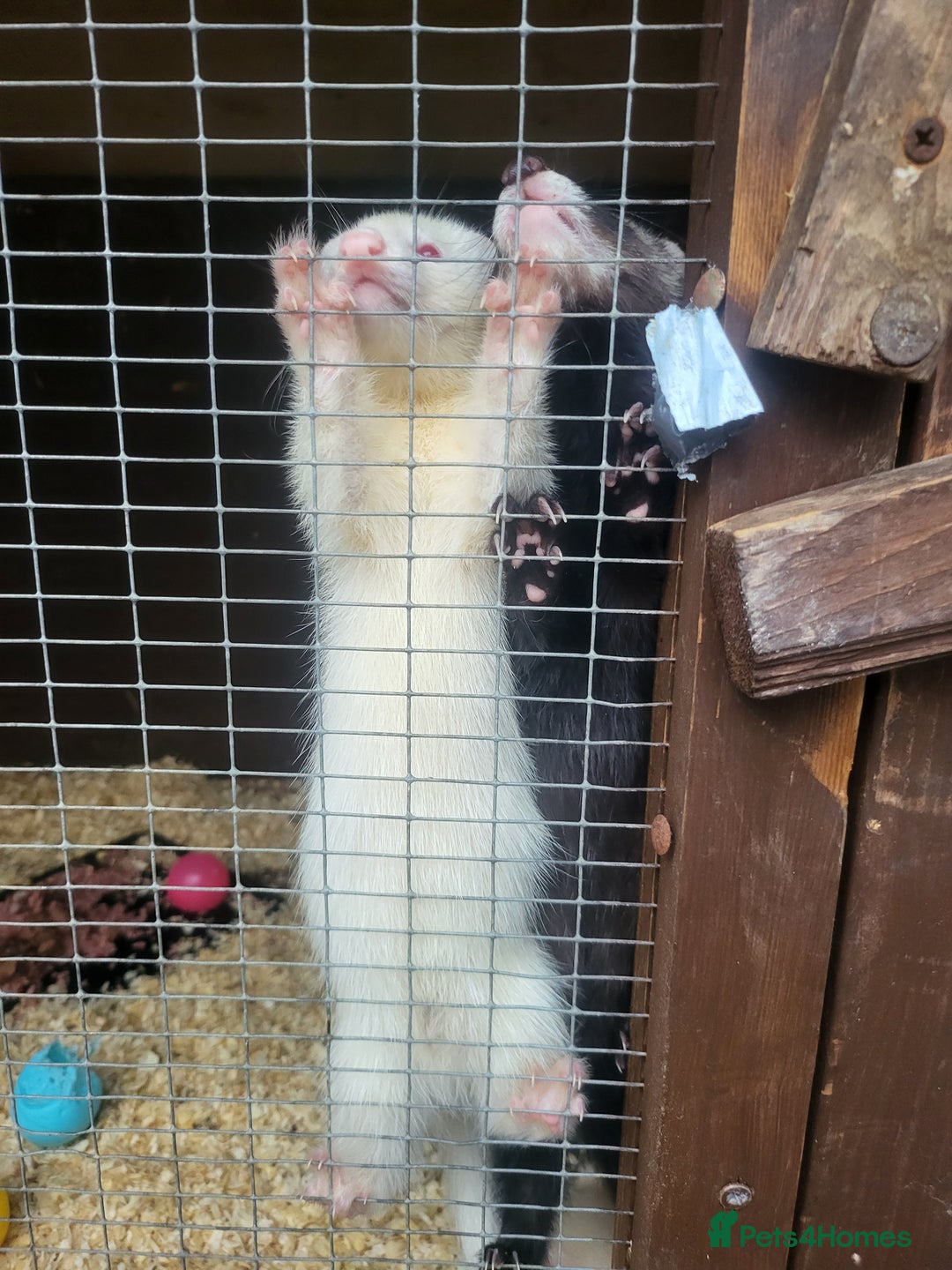 Ferret rodents for sale: Angora x working hobs - Image 4