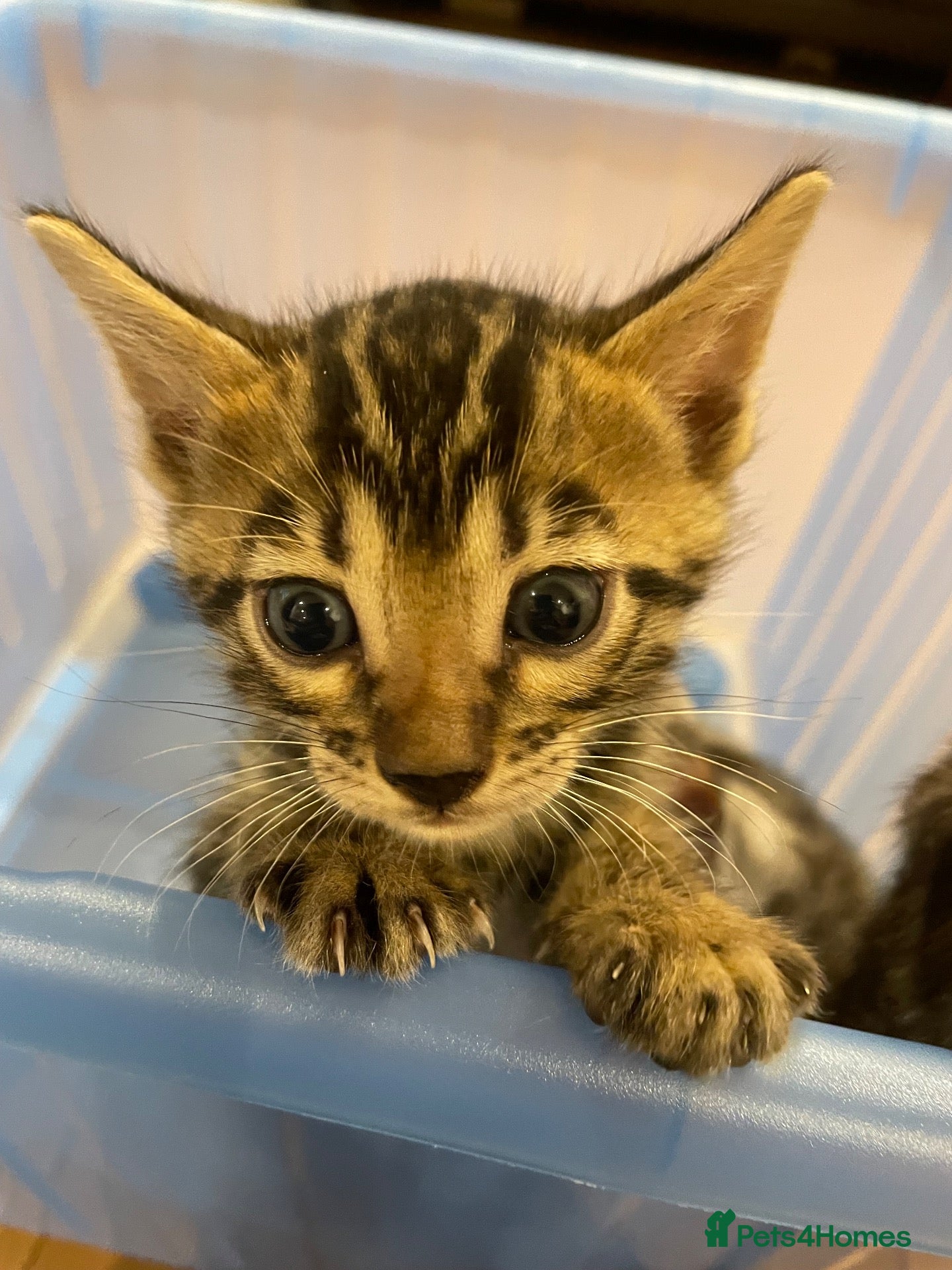 Bengal cats LAST ONE LEFT - TICA Registered Bengal Kittens - Advert 1