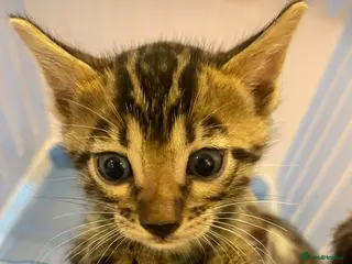 Bengal cats LAST ONE LEFT - TICA Registered Bengal Kittens - Advert 1