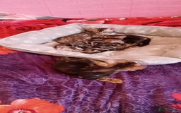 Bengal cats for sale: Pedigree Bengal Kittens - Image 5