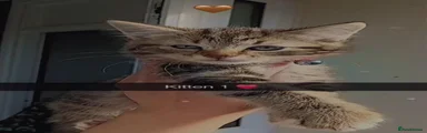 Domestic Shorthair 1