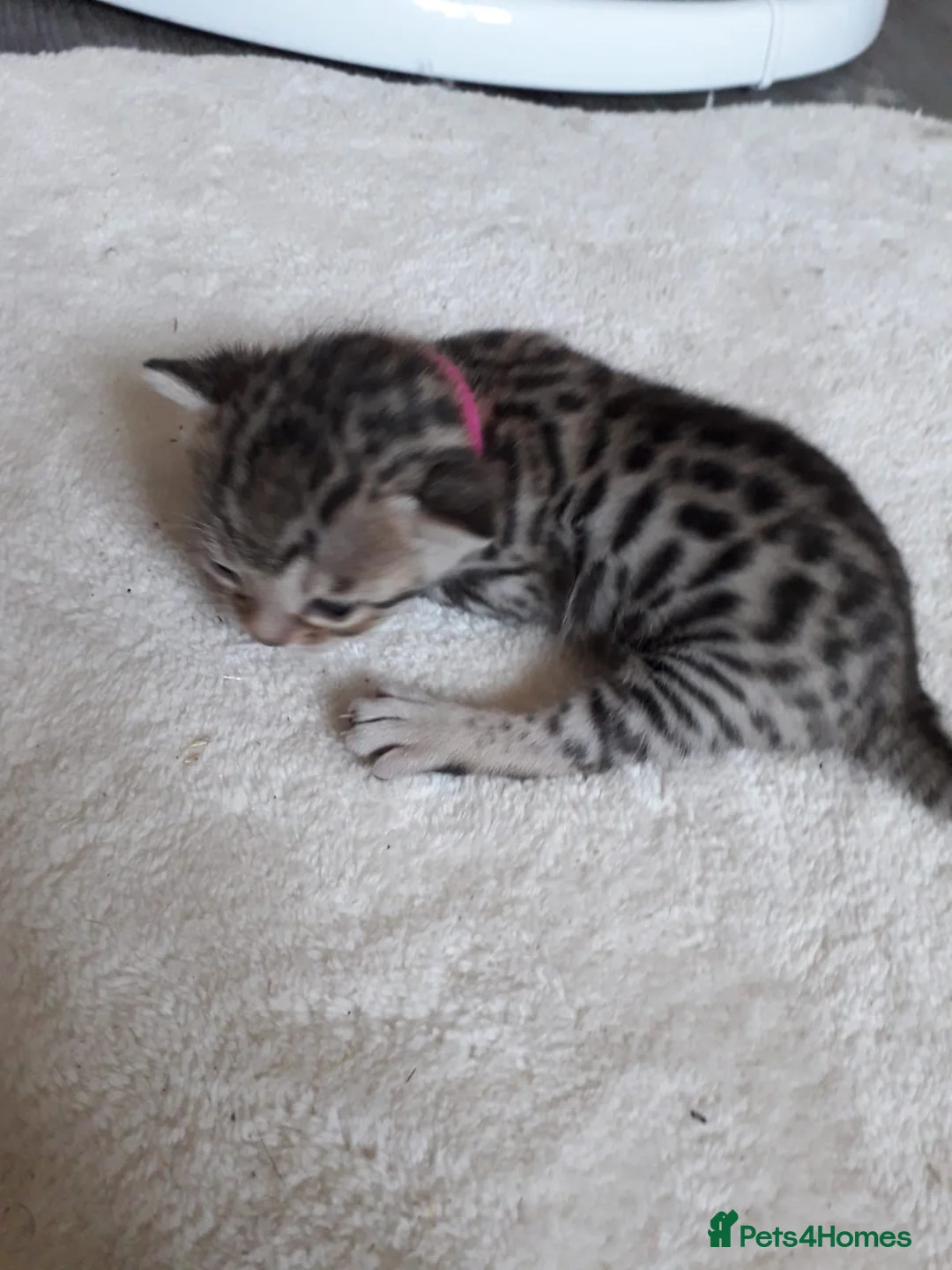 Bengal cats for sale: 6 beautiful bengals - Advert 2