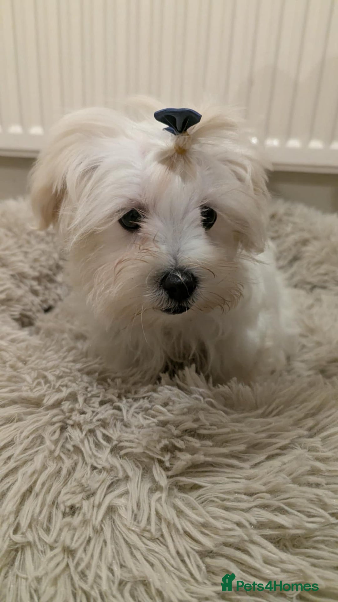 Maltipoo dogs for sale: Olivia M  - Advert 10
