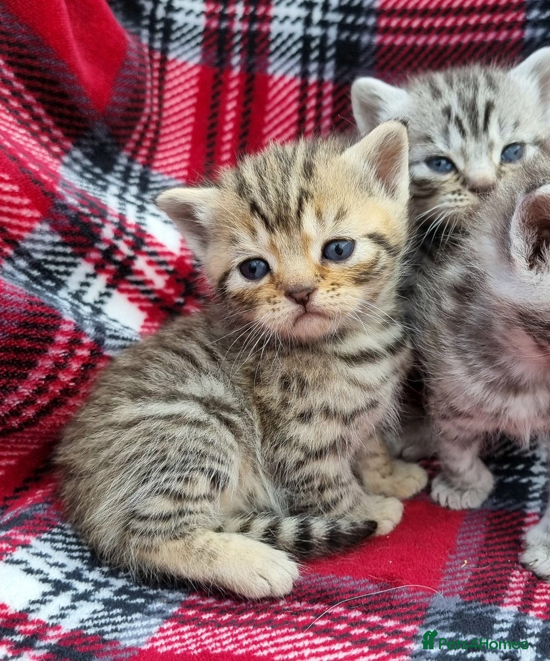 British Shorthair cats for sale: SILVER & GOLDEN SPOTTED BRITISH SHORTHAIR KITTENS  - Image 11