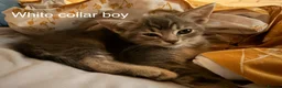 Mixed Breed cats for sale: Lovely British Shorthair and Abyssian mix kittens in Livingston - Advert 11