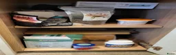 Axolotl reptiles for sale: Axolotls - 2 males and full tank set up in Kilmarnock - Advert 20