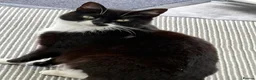 Mixed Breed cats for sale: Beautiful kittens  - Advert 9