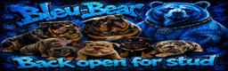 English Bulldog dogs for stud: Blue, Lilac & Tan Merle British Bulldog |STUD ONLY - Advert 12