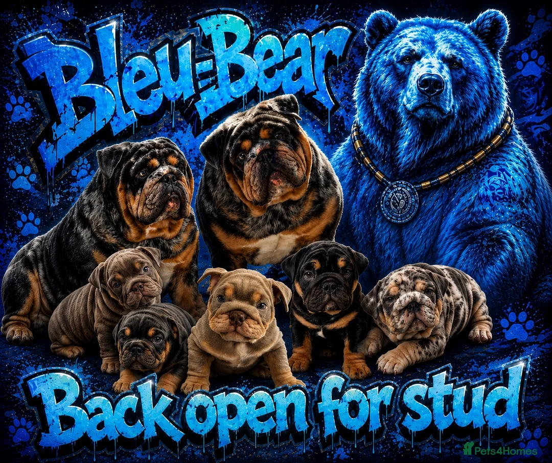 English Bulldog dogs for stud: Blue, Lilac & Tan Merle British Bulldog |STUD ONLY - Advert 12