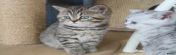 British Shorthair cats for sale: Tiny Tabby Boy - Advert 5