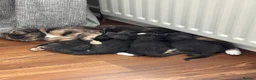 Domestic Shorthair cats for sale: Beautiful grey kittens available now - Advert 4