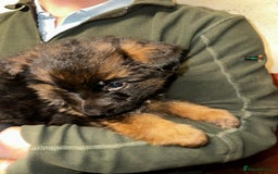 German Shepherd dogs for sale: Beautiful puppies from top bloodlines  - Advert 3