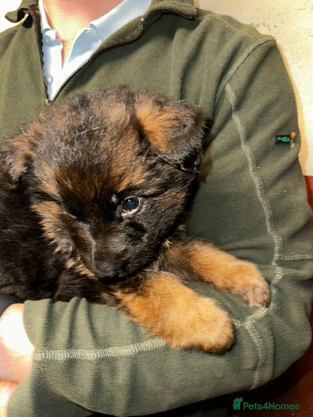 German Shepherd dogs for sale: Beautiful puppies from top bloodlines  - Advert 3