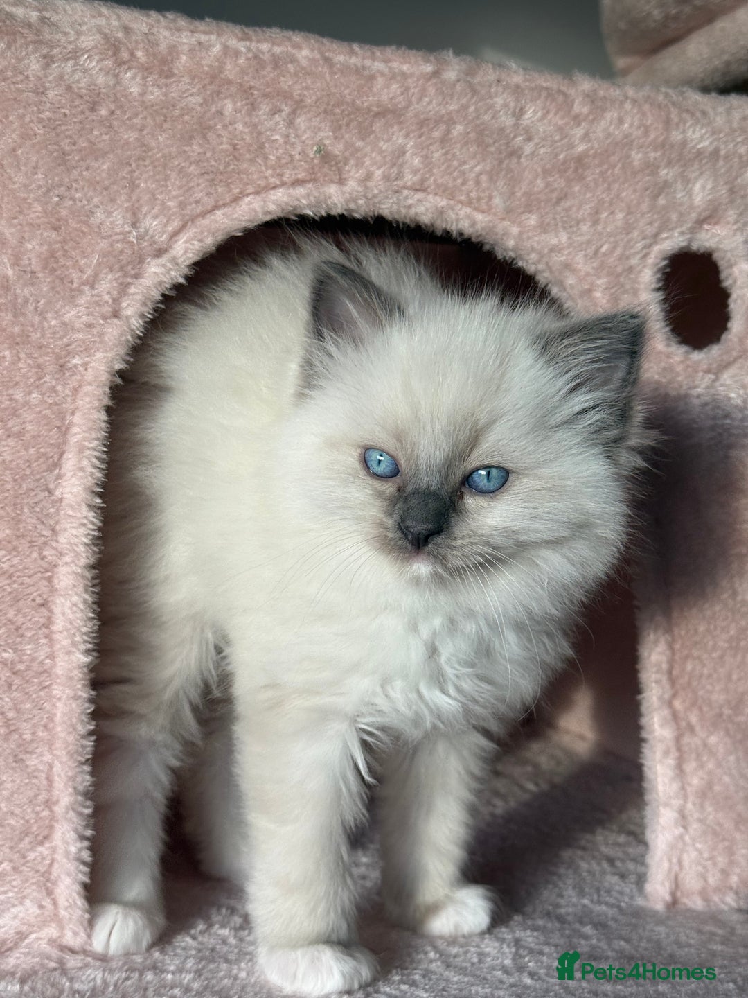 Ragdoll cats for sale: Purebred Ragdolls – Ready to Reserve Now 🍼 - Advert 19