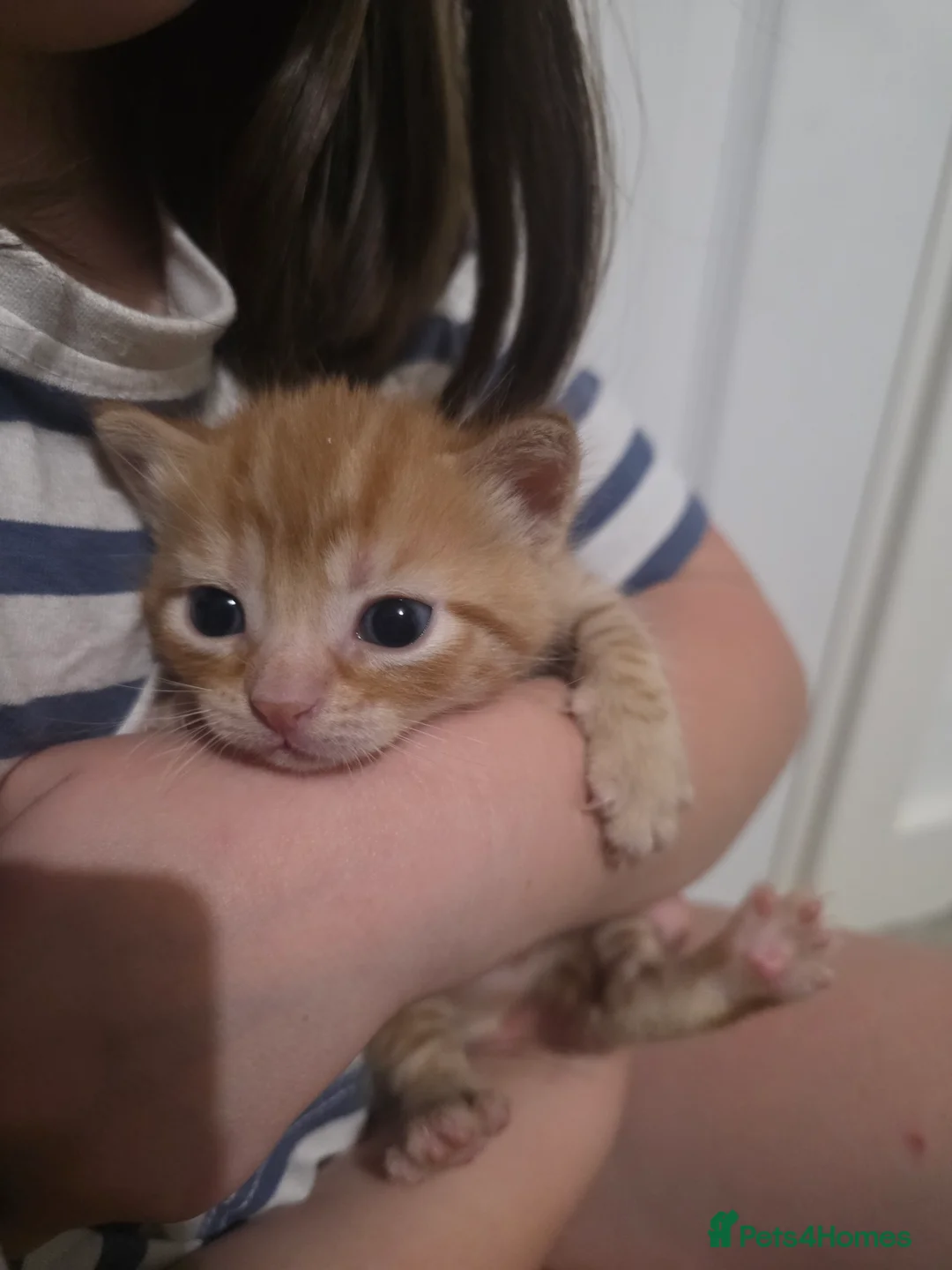 Mixed Breed cats for sale: Kittens ready end of June - Advert 2