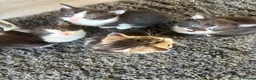 Mixed Breed cats for sale: Beautiful little kittens - Advert 5