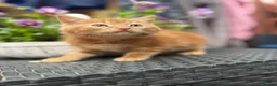 Mixed Breed cats for sale: Ginger kittens in Newtown - Advert 11