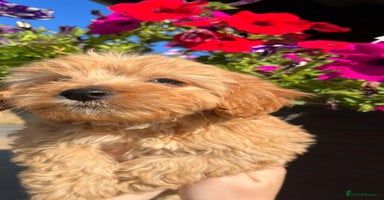 Cavachon dogs - Advert 2