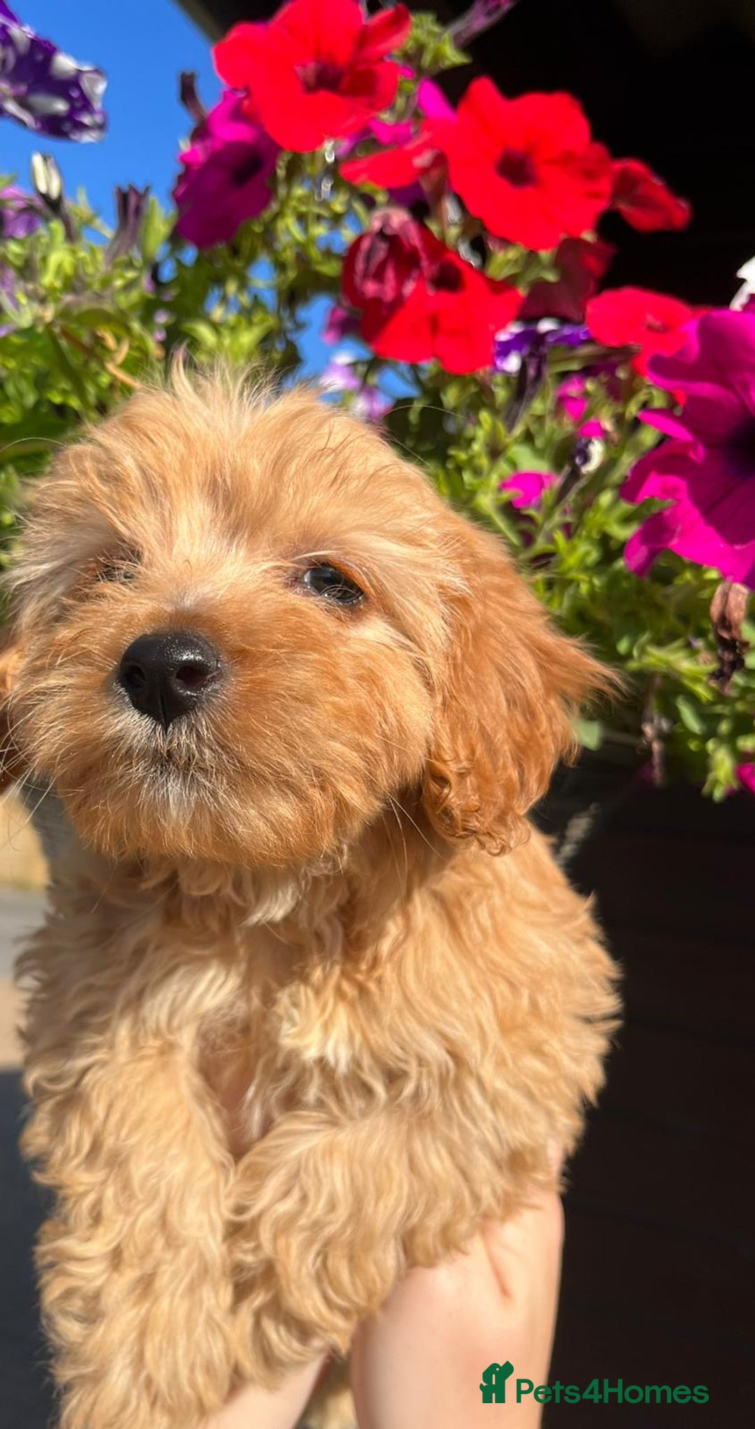 Cavachon dogs for sale: Cavapoochon 3 boys - Image 2