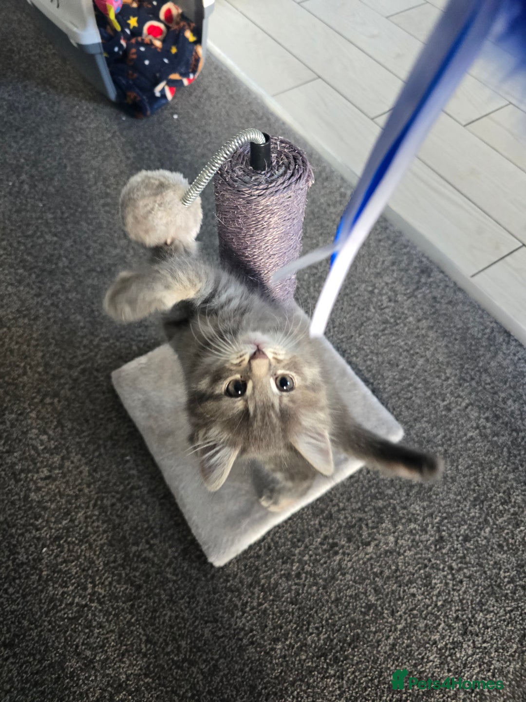 Mixed Breed cats for sale: Darcy looking for her forever home  - Image 6