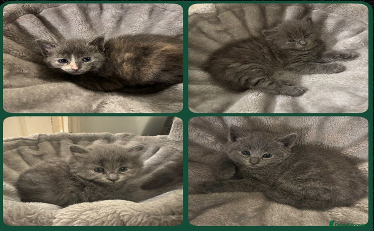 Russian Blue cats - Advert 4