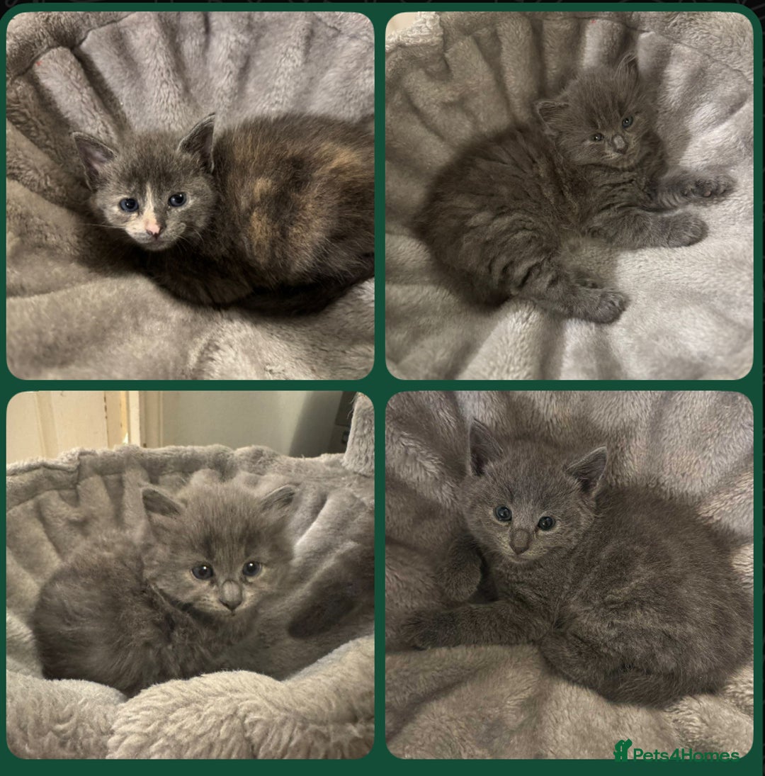 Russian Blue cats for sale: Blue Russian mix - Image 1