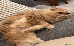 Persian cats for sale: Male Persian for sale - Advert 2