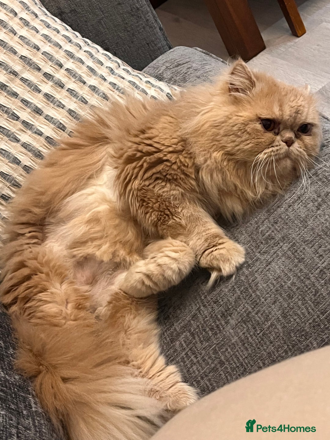 Persian cats for sale: Male Persian for sale - Advert 2