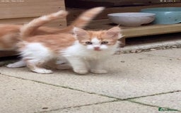 Maine Coon cats for sale: Maine coon kittens 3/4  - Image 5