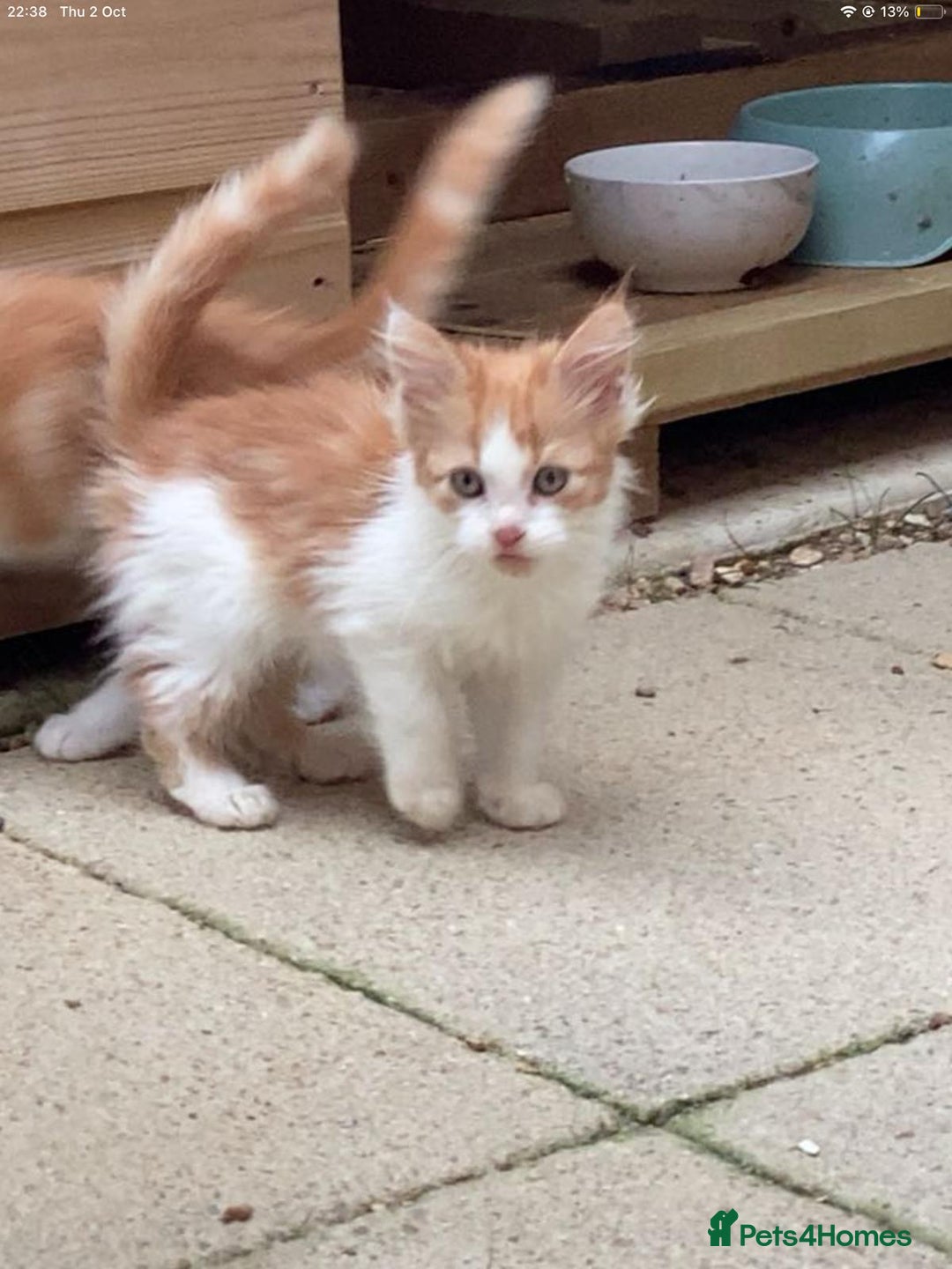 Maine Coon cats for sale: Maine coon kittens 3/4  - Image 5