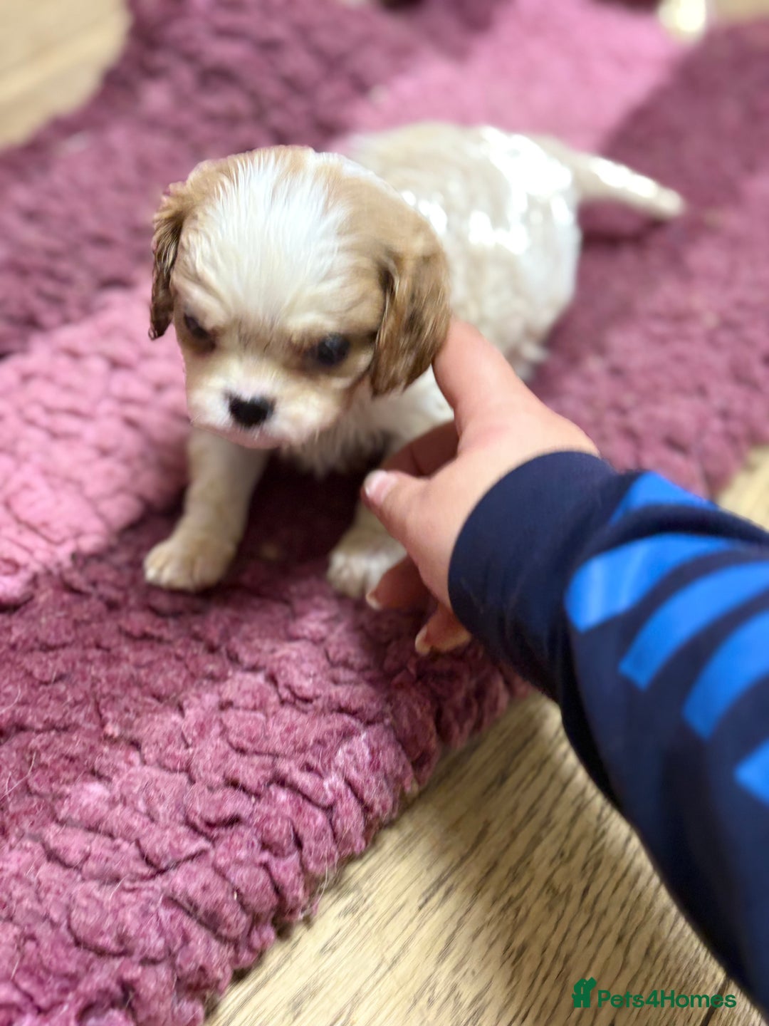 Cavalier King Charles Spaniel dogs for sale: Specialist Health Tested Cavalier King Charles  - Advert 6