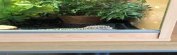 Gecko reptiles for sale: Leopard gecko  in Stafford - Advert 2