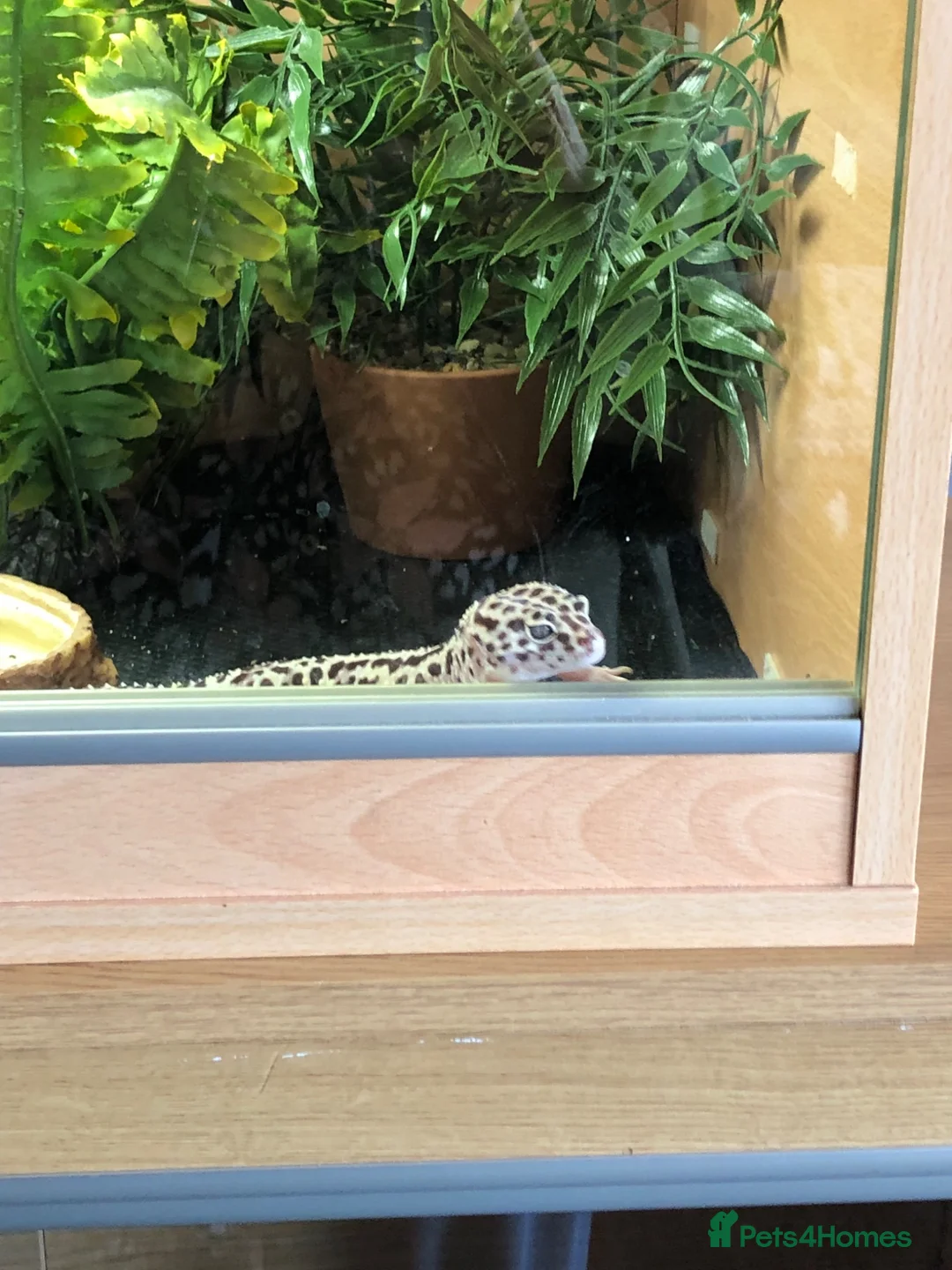 Gecko reptiles for sale: Leopard gecko  in Stafford - Advert 2