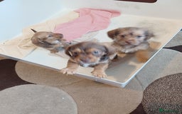 Mixed Breed dogs for sale: Schweenie - Shih Tzu  x Dachshund  - Image 3